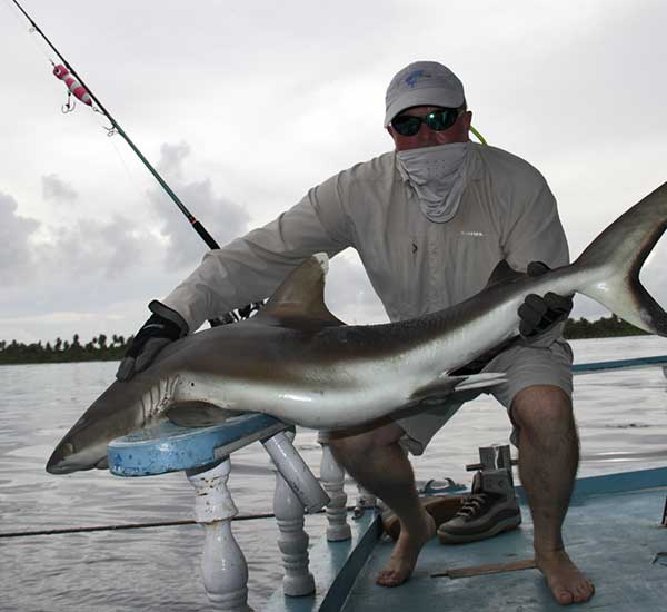 Blacktip Shark gefangen auf Popper